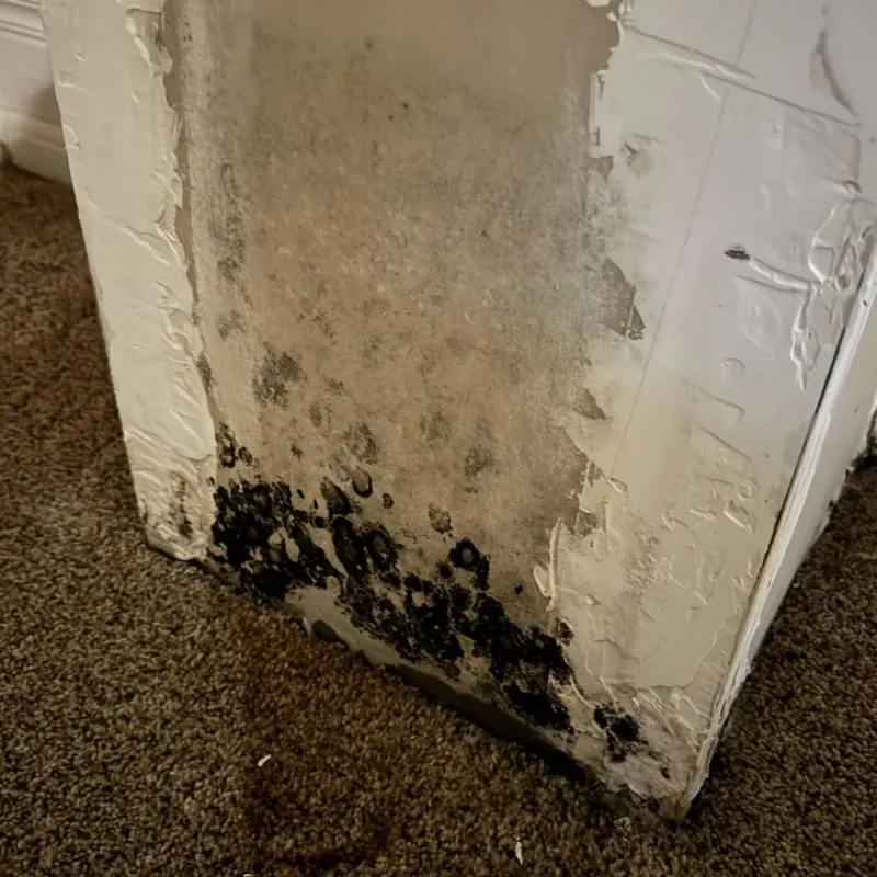 Professional Mold Removal in Providence, KY
